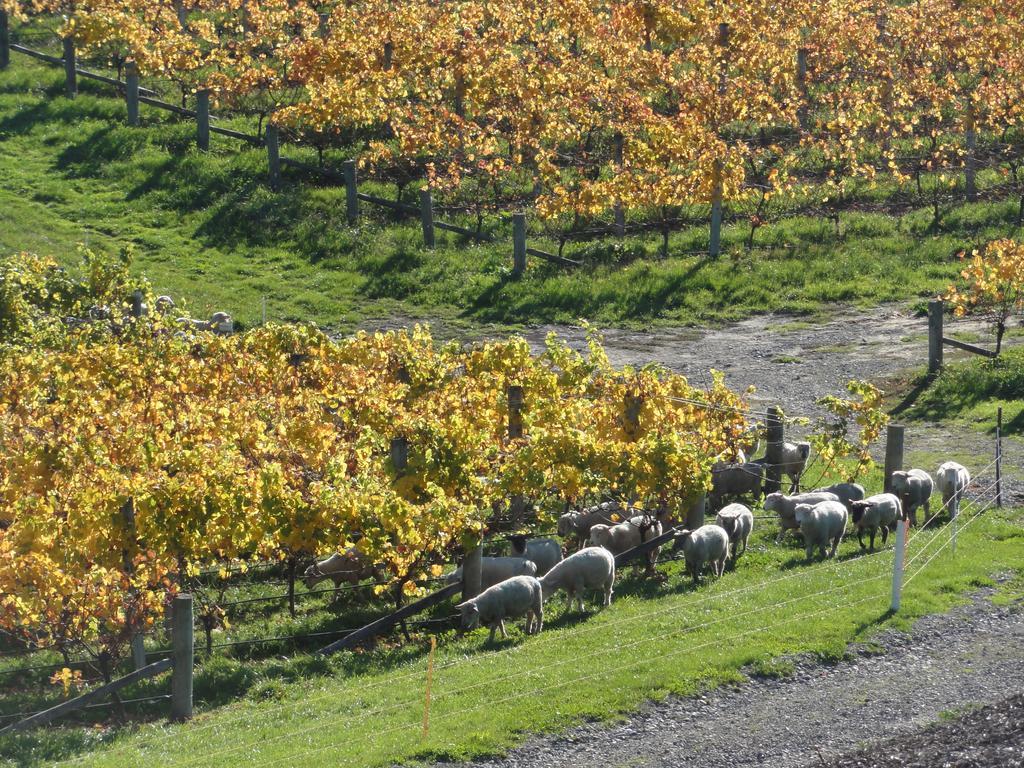 Pine Hill Lodge In Vineyard Mapua Exteriér fotografie
